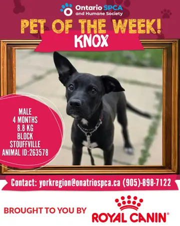 Pet of the Week - Knox
